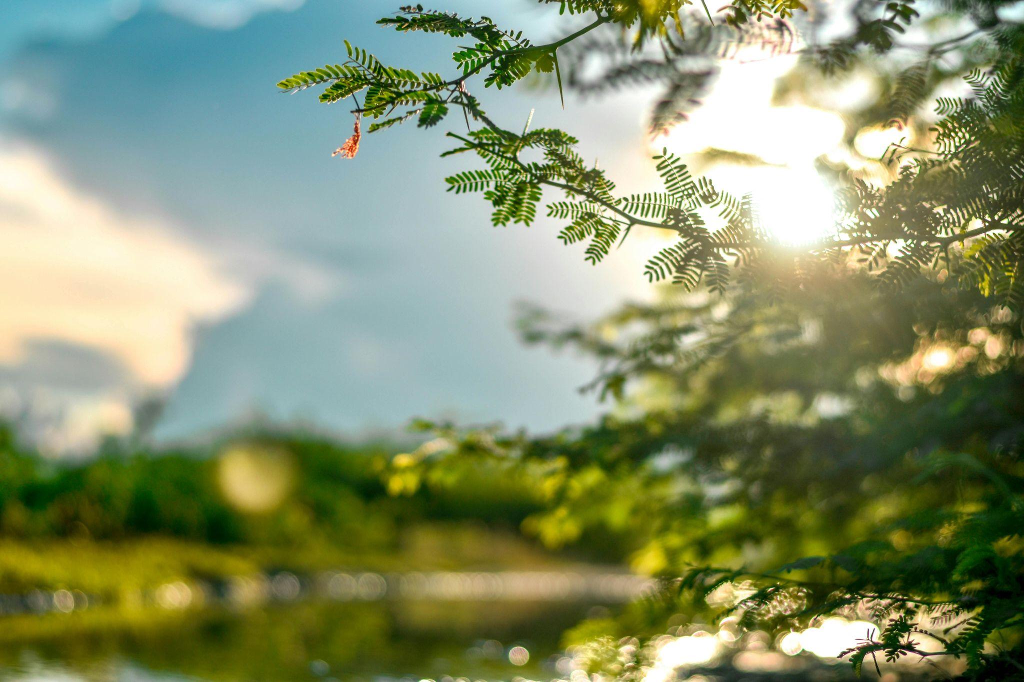 bright sunlight shining through tree branches near a lake