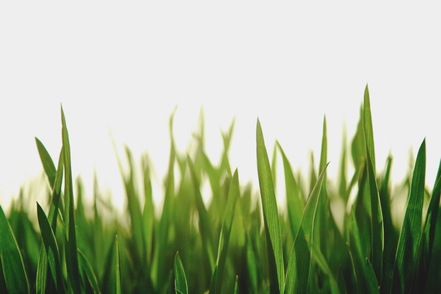 Close-up of green grass blades in soft natural light against a bright background